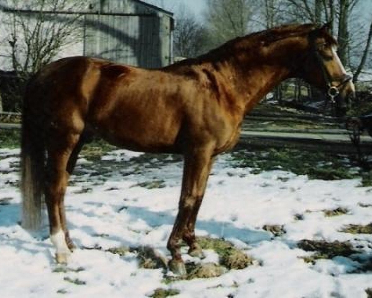 Deckhengst Mattheis (Bayer, 1986, von Matcho AA)