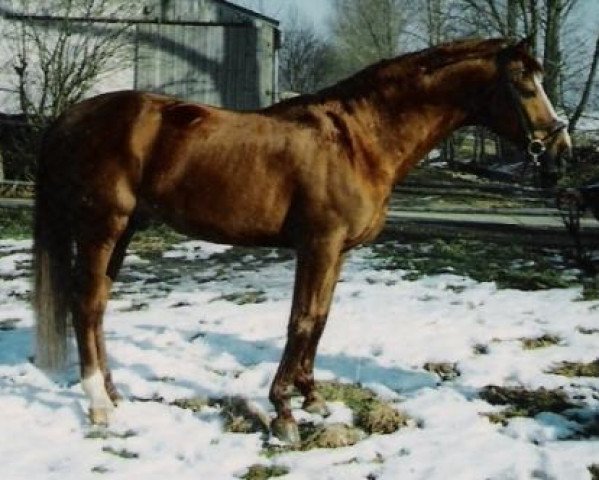 stallion Mattheis (Bavarian, 1986, from Matcho AA)