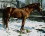 stallion Mattheis (Bavarian, 1986, from Matcho AA)