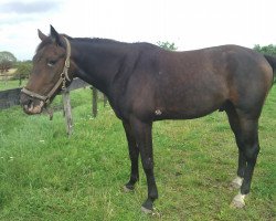 Pferd Schattenfell Frei (Deutscher Traber, 2008, von Gigant Neo (SE))