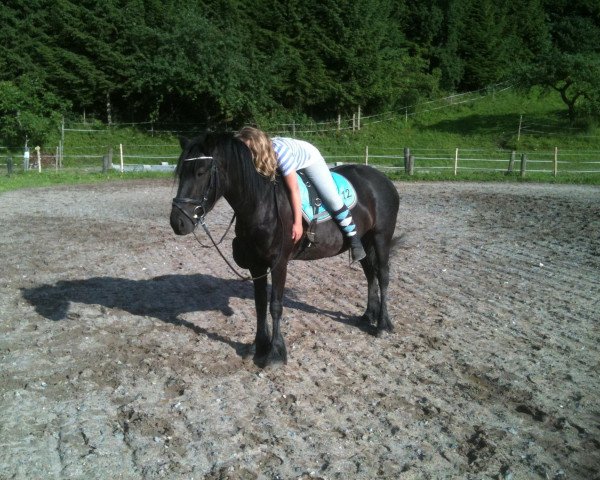 broodmare Rosegarden Rasanye (Fell Pony, 2008, from Kai van de Wildhoeve)