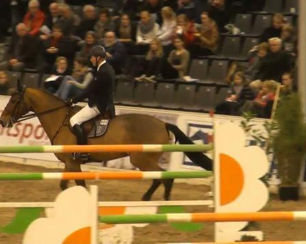 jumper Quibble N (Holsteiner, 1997, from Quidam de Revel)