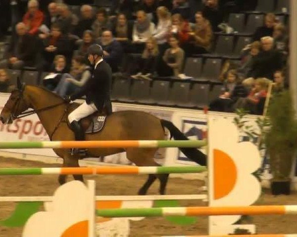 jumper Quibble N (Holsteiner, 1997, from Quidam de Revel)