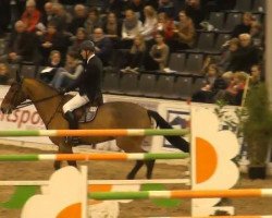 Springpferd Quibble N (Holsteiner, 1997, von Quidam de Revel)