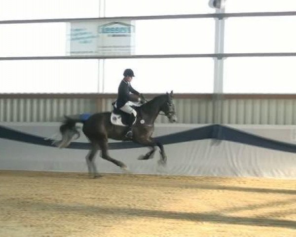 horse Cleveland 26 (Holsteiner, 2007, from Clearway)