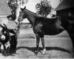 broodmare Povona (Trakehner, 1892, from Hartenfels xx)