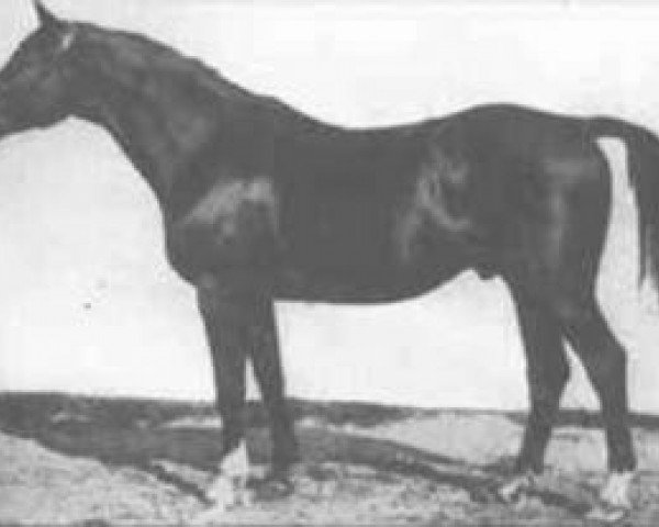 horse Jagdheld (Trakehner, 1906, from Perfectionist xx)