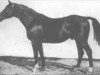 stallion Jagdheld (Trakehner, 1906, from Perfectionist xx)