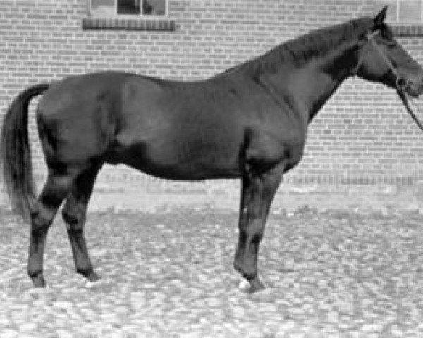 horse Ararad (Trakehner, 1921, from Jagdheld)