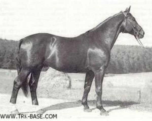 stallion Gabriel (Trakehner, 1950, from Gigant)