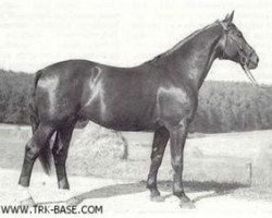 Deckhengst Gabriel (Trakehner, 1950, von Gigant)