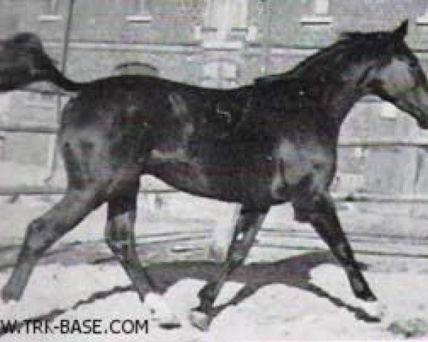 stallion Boris (Trakehner, 1956, from Gabriel)