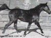 stallion Boris (Trakehner, 1956, from Gabriel)