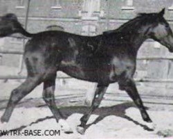 Deckhengst Boris (Trakehner, 1956, von Gabriel)