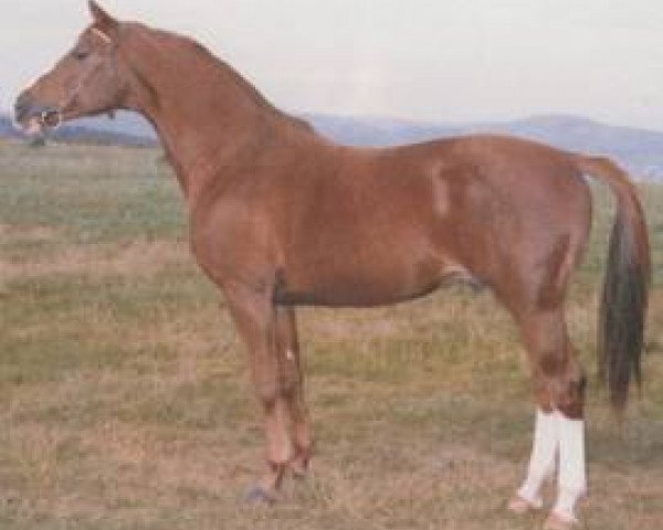 dressage horse Loriot (Württemberger, 1973, from Lotse)