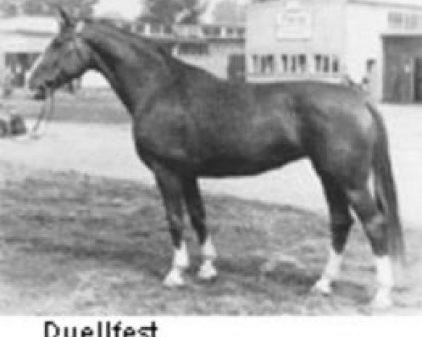 Pferd Duellfest (Hannoveraner, 1954, von Duellant)