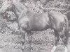 stallion Gran Marcio (Hanoverian, 1972, from Grande)