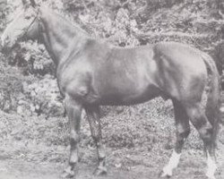 stallion Gran Marcio (Hanoverian, 1972, from Grande)