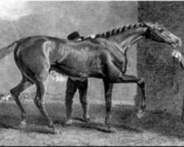 stallion Muley Moloch xx (Thoroughbred, 1830, from Muley xx)