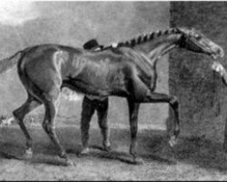 stallion Muley Moloch xx (Thoroughbred, 1830, from Muley xx)