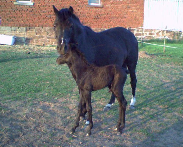 Zuchtstute Flocke (Welsh Pony (Sek.B), 1986, von Constantin)