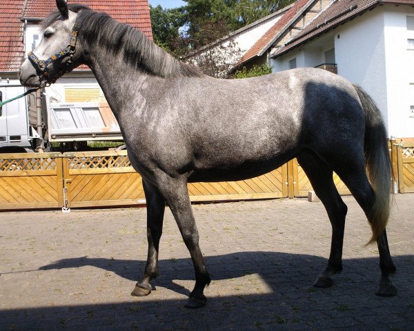 broodmare Mona Lisa 411 (German Riding Pony, 2006, from Monte Christo)