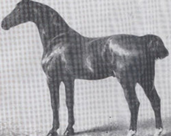 Deckhengst Adjutant (Holsteiner, 1886, von Midas)