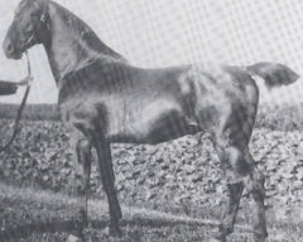 stallion Landgraf 1937 (Holsteiner, 1897, from Ali 1661)