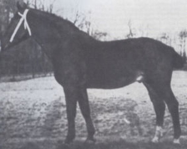 stallion Wahnfried (Holsteiner, 1907, from Rübezahl 2109)