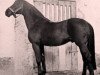 Pferd Cottage xx (Englisches Vollblut, 1918, von Tracery xx)