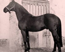 stallion Cottage xx (Thoroughbred, 1918, from Tracery xx)