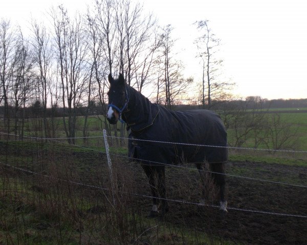 dressage horse Loxley (German Warmblood, 2001, from Le Grand II)