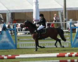 broodmare Pialotta B (Hanoverian, 2004, from Perpignon)