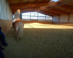 Pferd Nero (Haflinger, 2004, von Napo)