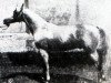 stallion Rhymnik ox (Arabian thoroughbred, 1876, from Kortez ox)