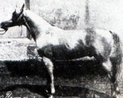 stallion Rhymnik ox (Arabian thoroughbred, 1876, from Kortez ox)