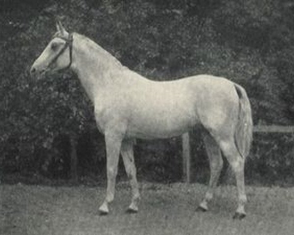 stallion Shagya X ShA (Shagya Arabian, 1899, from Shagya VII)