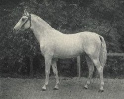 stallion Shagya X ShA (Shagya Arabian, 1899, from Shagya VII)