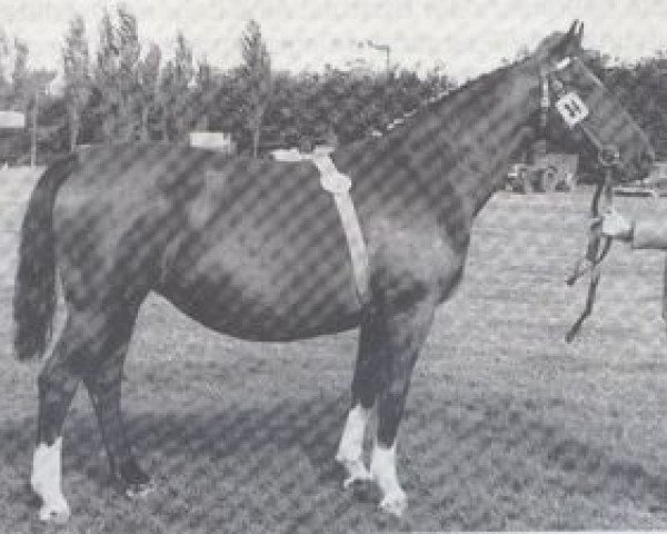 Pferd Infra (Holsteiner, 1950, von Fanatiker 3219)