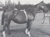 Pferd Infra (Holsteiner, 1950, von Fanatiker 3219)