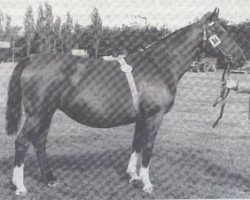 broodmare Infra (Holsteiner, 1950, from Fanatiker 3219)