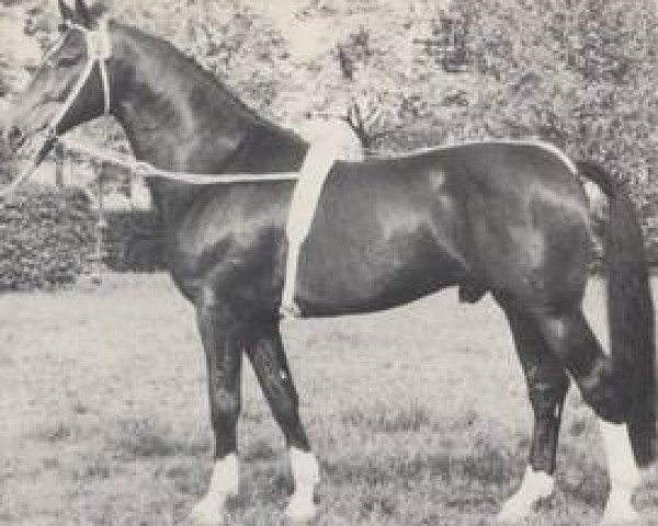 stallion Schwarzdorn (Westphalian, 1964, from Schwarzseher)
