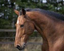 horse Leonboy (Brandenburg, 1991, from Landjunge)