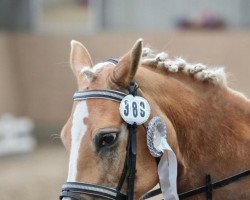 broodmare Nelly 412 (Haflinger, 1998, from Nicola)