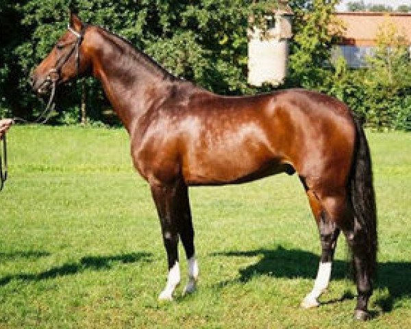 dressage horse Skyman (Holsteiner, 2002, from Silvano)