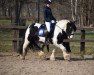 dressage horse Elvis The King (unknown, 2011)