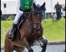 jumper Esperano (Trakehner, 2013, from Berlusconi)