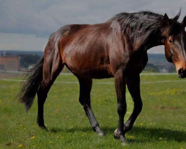 horse Ariva La Diva (German Sport Horse, 2008, from Asculep)