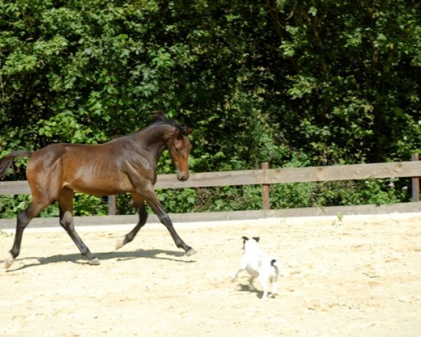 horse Leander (Rhinelander, 2010, from Laurentianer)