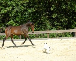 Pferd Leander (Rheinländer, 2010, von Laurentianer)